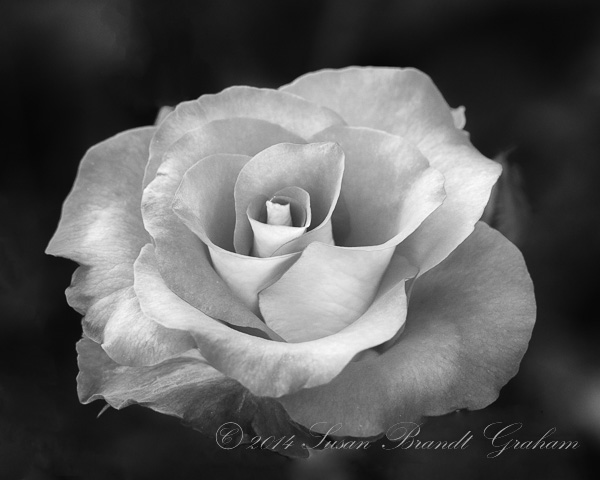 susan brandt graham