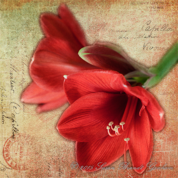 Susan Brandt Graham