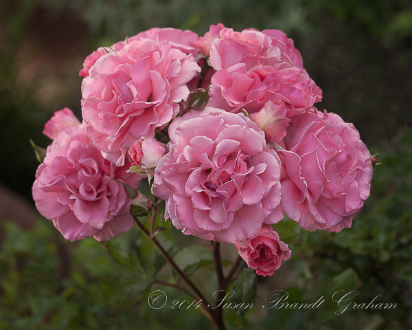 susan brandt graham